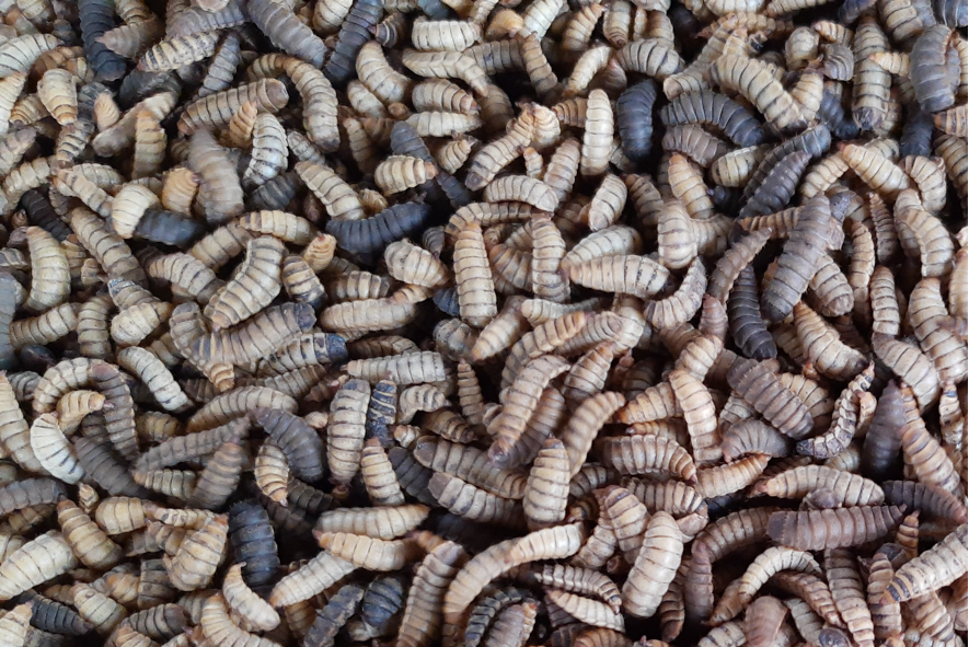 EU-Funding for German insect biorefinery